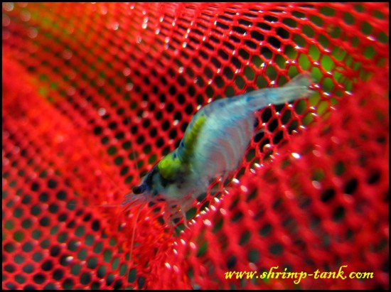 Shrimp-tank.com Blue velvet female shrimp