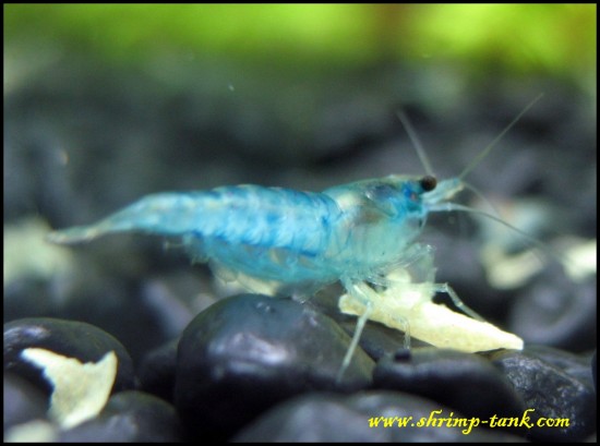 Blue velvet neocaridina shrimp eating a piece of flake