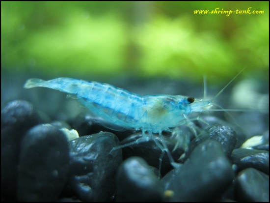 Blue velvet neocaridina shrimp in freshwater tank