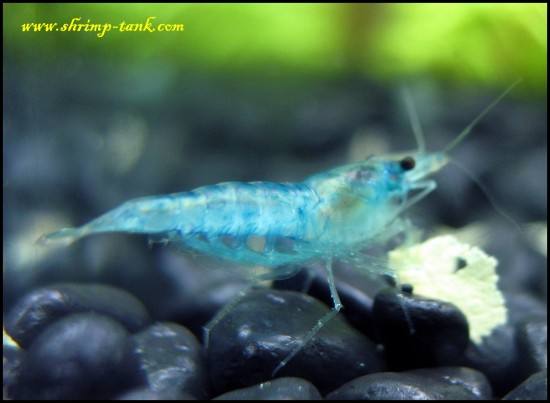 Blue velvet neocaridina shrimp picking up food