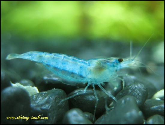 Blue velvet neocaridina shrimp in a shrimps tank