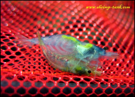 Blue velvet shrimps are mating 