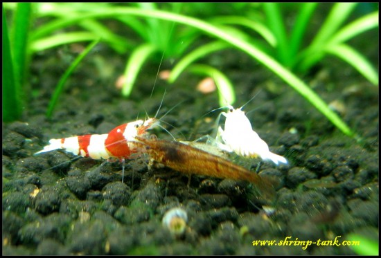www.Shrimp-Tank.com Different shrimps are living together
