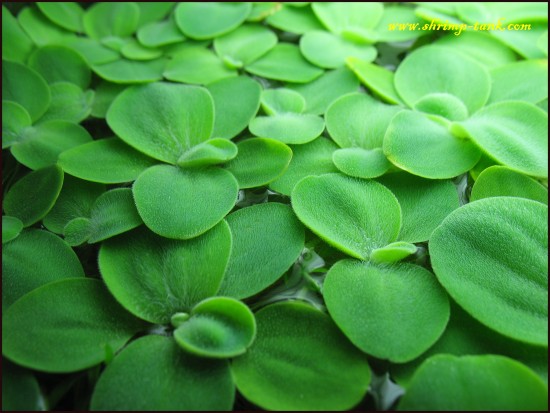 Shrimp-Tank.com Mini water lettuce plant