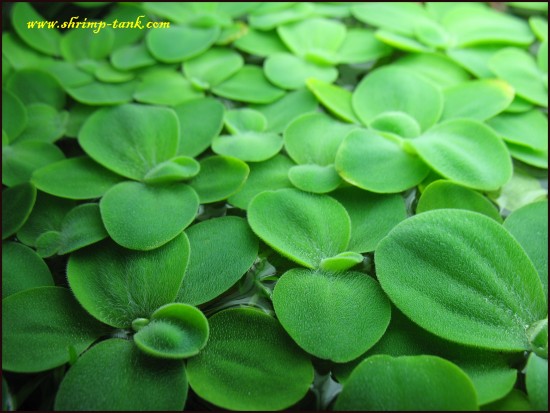 Shrimp-Tank.com Mini water lettuce plant