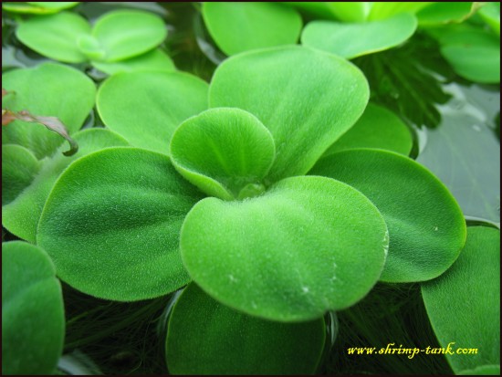 Shrimp-Tank.com Mini water lettuce plant