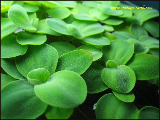 Shrimp-Tank.com Mini water lettuce plant