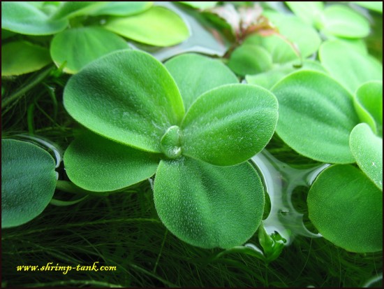 Shrimp-Tank.com Mini water lettuce plant