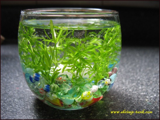 Sonia planted glass tank with live plants