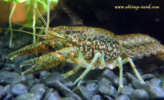 Adult self-cloning crayfish. Close-up view