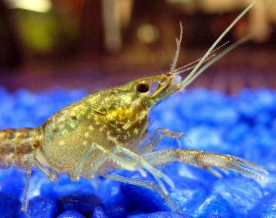Small self-cloning crayfish closeup