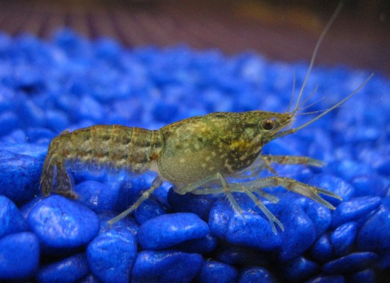 Young marbled self-cloning crayfish