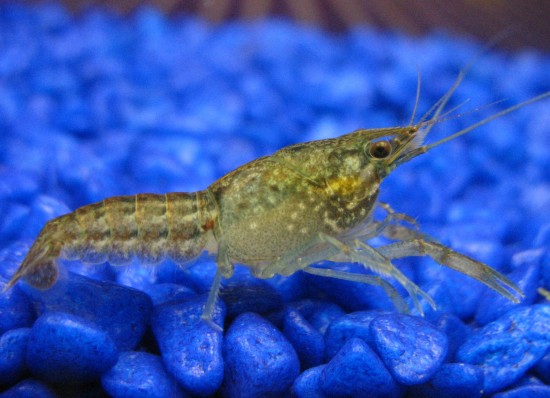 One more photo of young self-cloning-crayfish