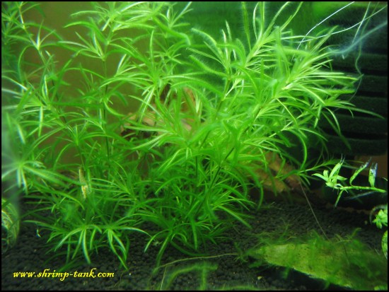 Lots of algae on stargrass plant. This algae is good for the shrimps