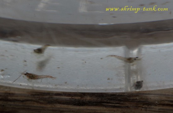 Baby blue velvet shrimps in a small clear container