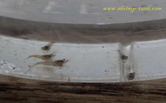 Baby blue velvet shrimps, there is one bigger shrimp 