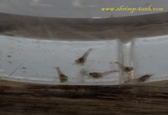 Baby blue velvet shrimps, these guys are 1-2 weeks old
