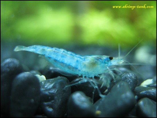 Adult blue velvet neocaridina shrimp