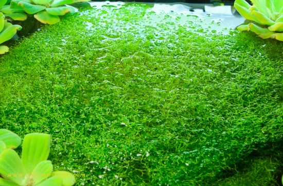 Riccia mat takes almost all space in my 10g tank