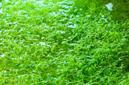 Riccia floating plant