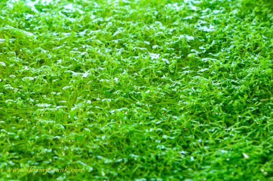 Bright green color makes riccia a perfect plant for aquascaping