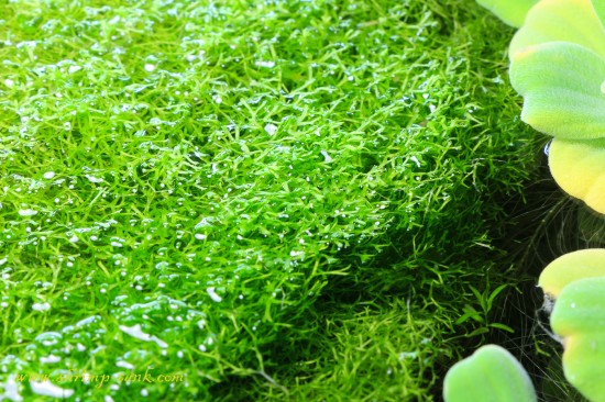 Riccia fluitans is a floating plant, top leaves are often come out of the water