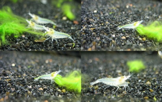 Snowball neocaridina white shrimps