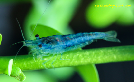 Neocaridina davidi var. 'Blue Velvet' shrimp on bacopa plant
