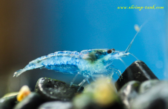 Neocaridina davidi var. 'Blue Velvet' shrimp