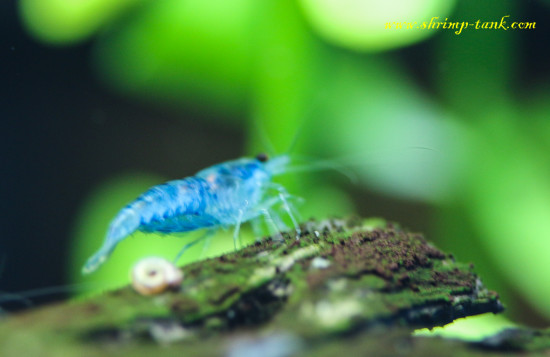 Neocaridina davidi var. 'Blue Velvet' shrimp