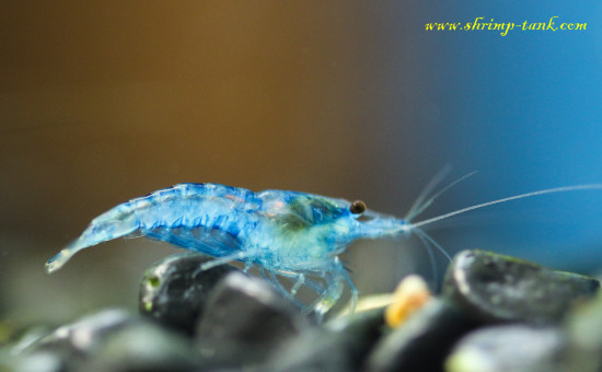 Neocaridina davidi var. 'Blue Velvet' shrimp