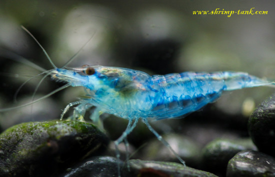 Neocaridina davidi var. 'Blue Velvet' shrimp on black gravel