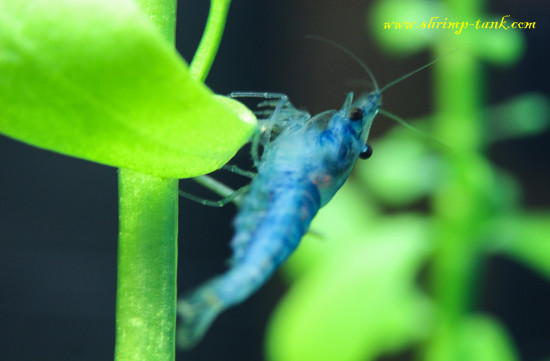 Neocaridina davidi var. 'Blue Velvet' shrimp is cleaning a plant