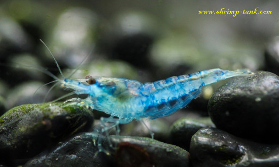 Neocaridina davidi var. 'Blue Velvet' shrimp