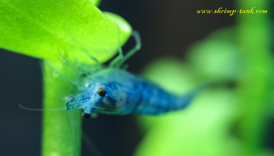 Neocaridina davidi var. 'Blue Velvet' shrimp