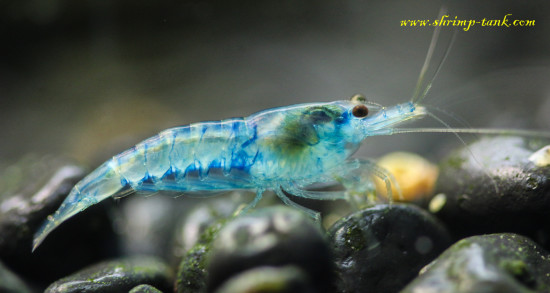 Neocaridina davidi var. 'Blue Velvet' shrimp