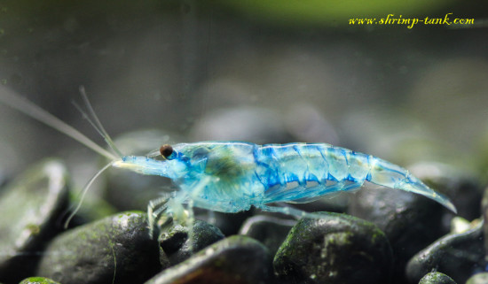 Neocaridina davidi var. 'Blue Velvet' shrimp