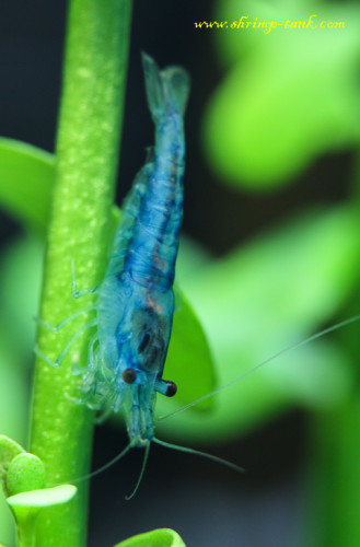 Neocaridina davidi var. 'Blue Velvet' shrimp