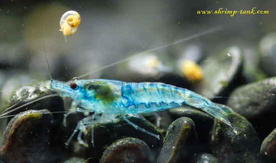 Neocaridina davidi var. 'Blue Velvet' shrimp