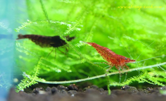 Neocaridina chocolate and  'bloody mary' shrimps