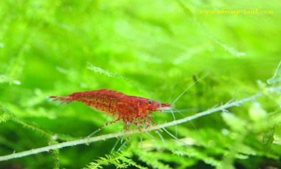 Neocaridina davidi var. 'bloody mary' male shrimp