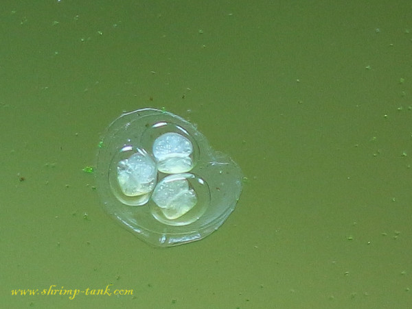 Mini ramshorn snails eggs