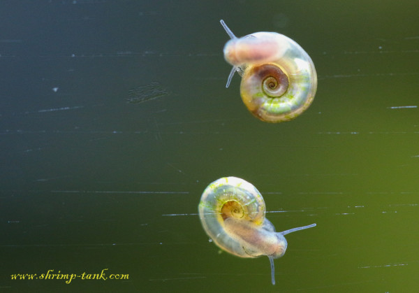 Two mini ramshorn snails