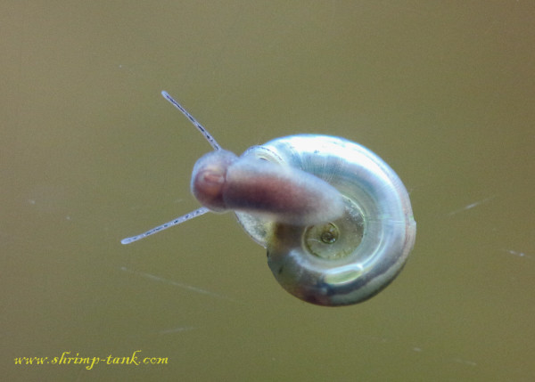 Miniature ramshorn snail