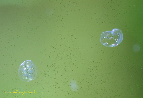 Small ramshorn snails eggs