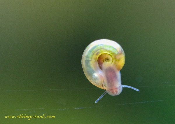 Small ramshorn snail