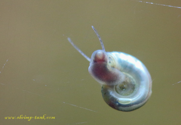 Mini ramshorn snail is crawling up