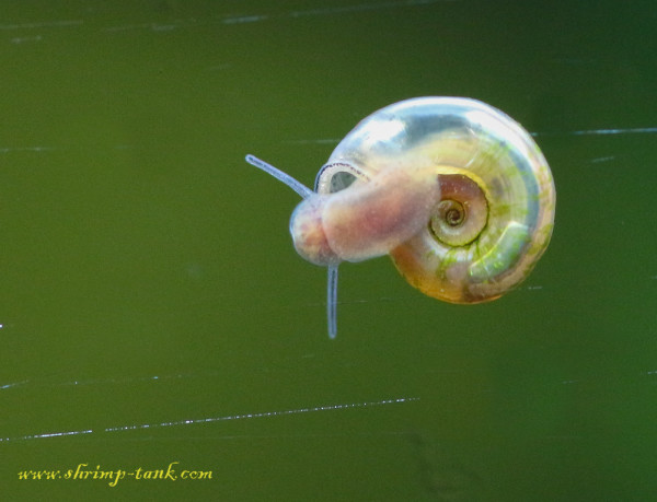 Small ramshorn snail