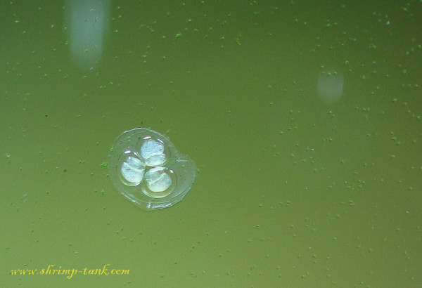 Small ramshorn snails eggs