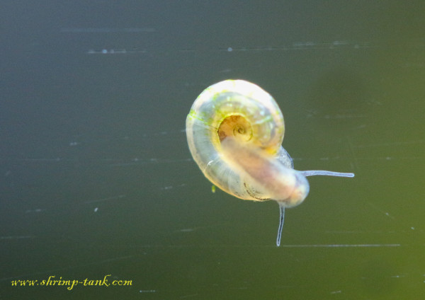 Mini ramshorn snails